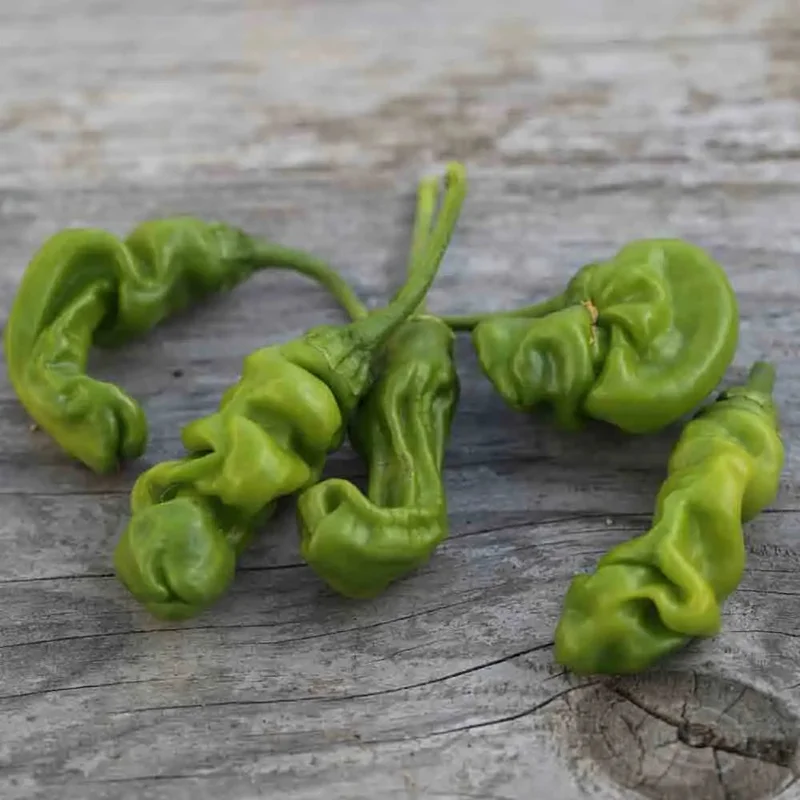 Piment Penis Rouge Ou Peter Pepper Rouge