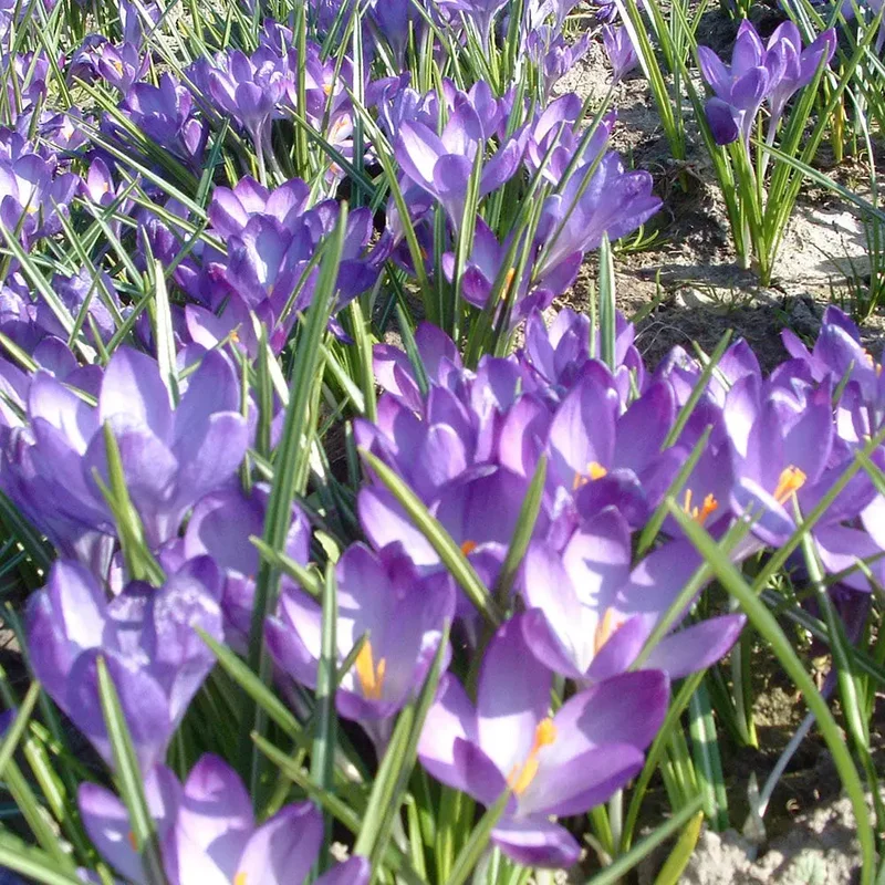 Crocus C. Tommasinianus 'ruby Giant'