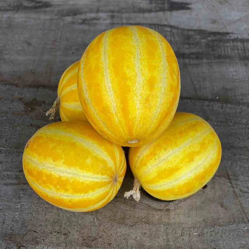 Melon Mango