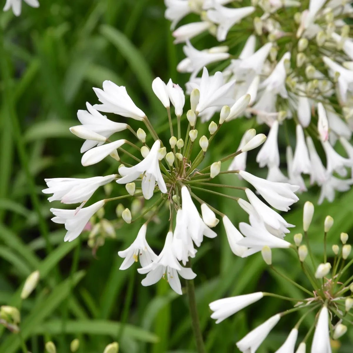 Agapanthus Africanus Albus