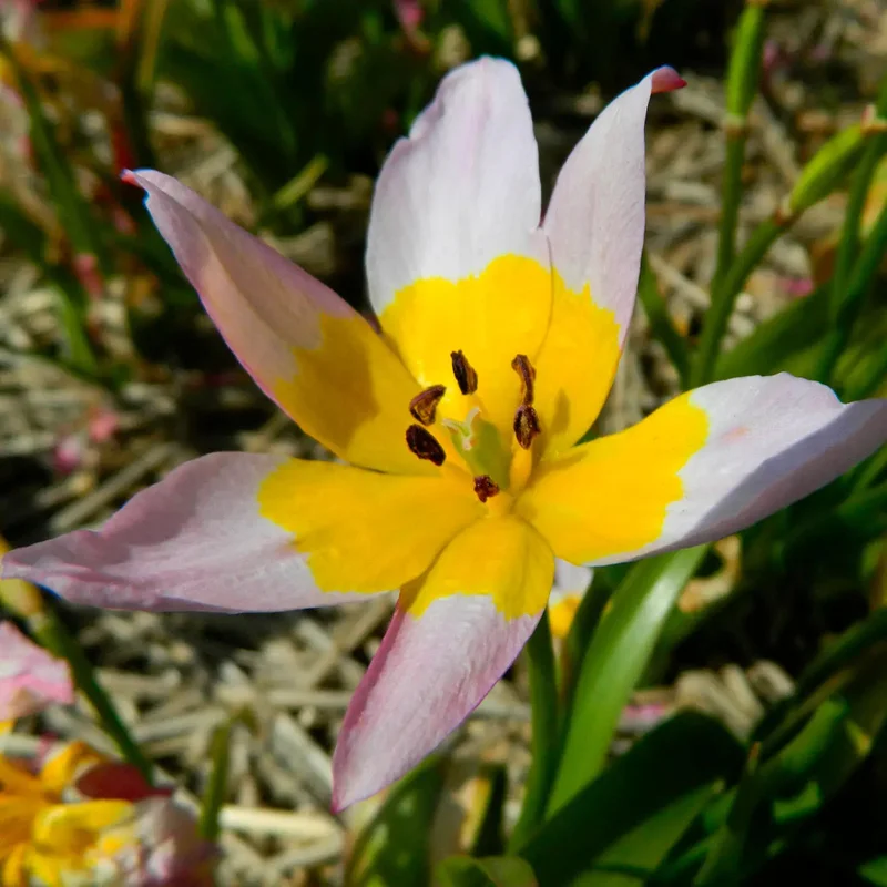 Tulipe Saxatilis
