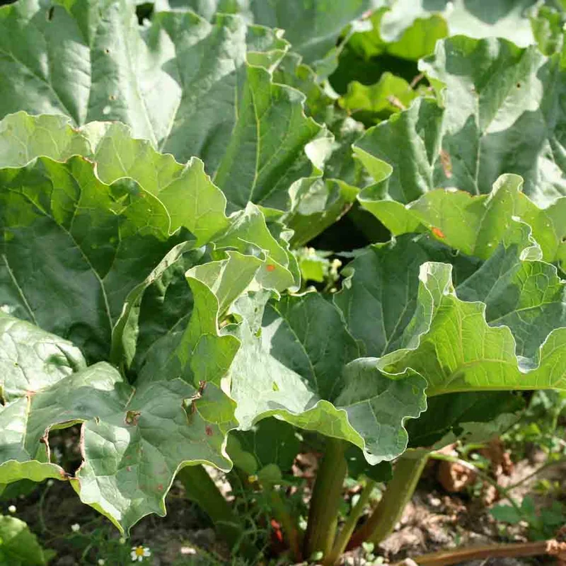 Rhubarbe Victoria
