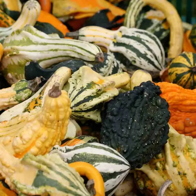 Coloquintes