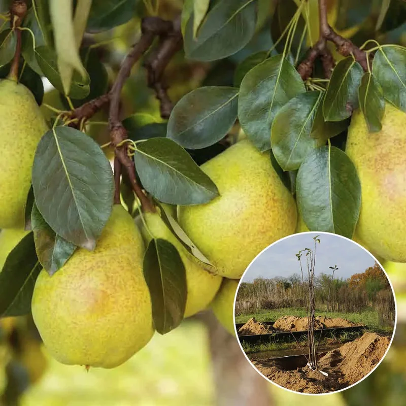 Poirier Beurre D'arenberg