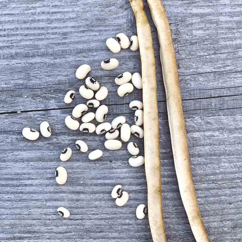 Haricot Nain Dolique Dell'occhio