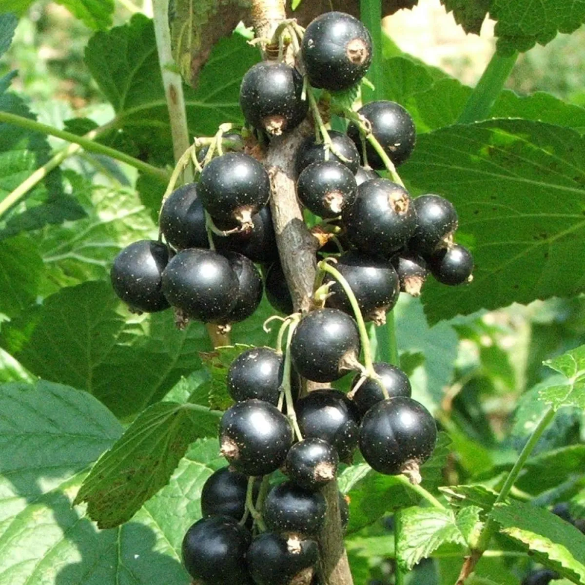 Cassis Noir Andega