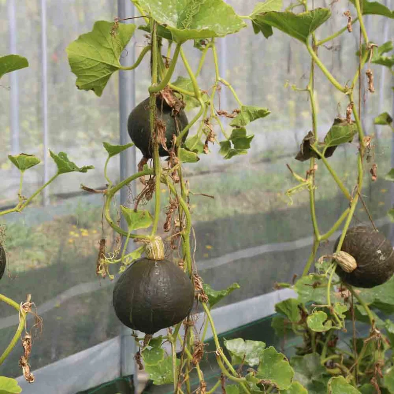 Potiron Anna Swartz Hubbard