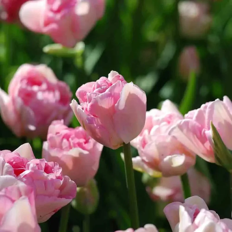 Tulipe Double Tardive Angélique