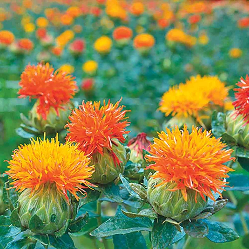 Carthame Ou Safran Des Teinturiers Orange