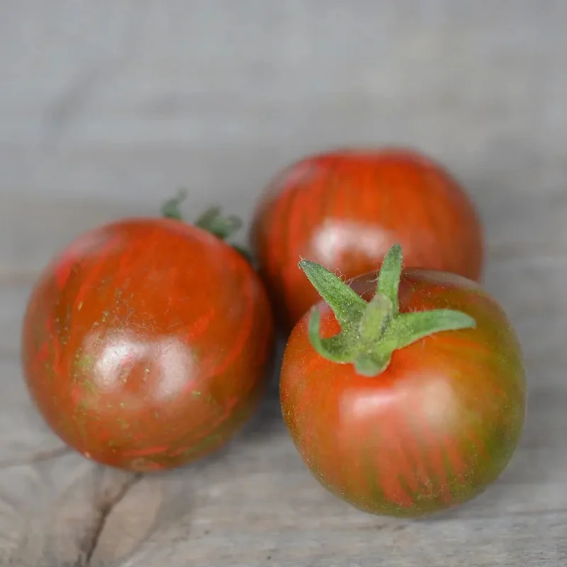 Tomate Cherry Black Zebra