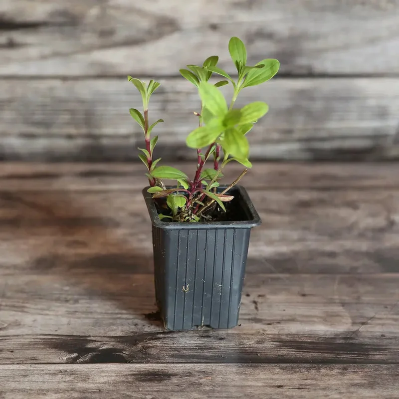 Fleur A Savon Saponaria Officinalis