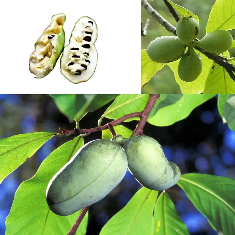 Asiminier Triloba Pawpaw