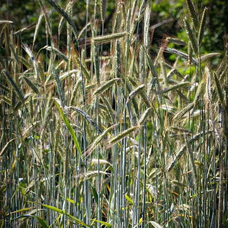 Seigle Perenne 150 G