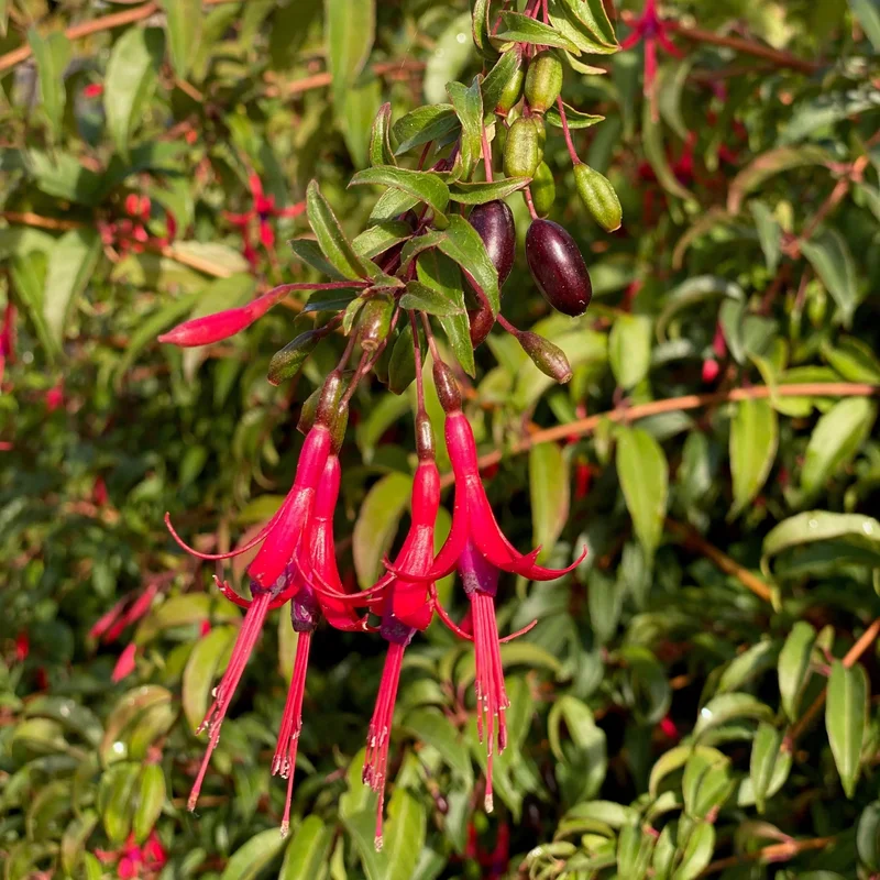 Fuchsia Comestible