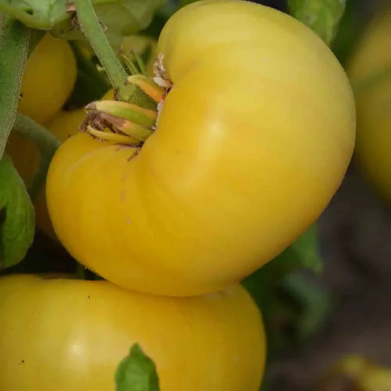 Tomate Yellow 1884 Pinkheart