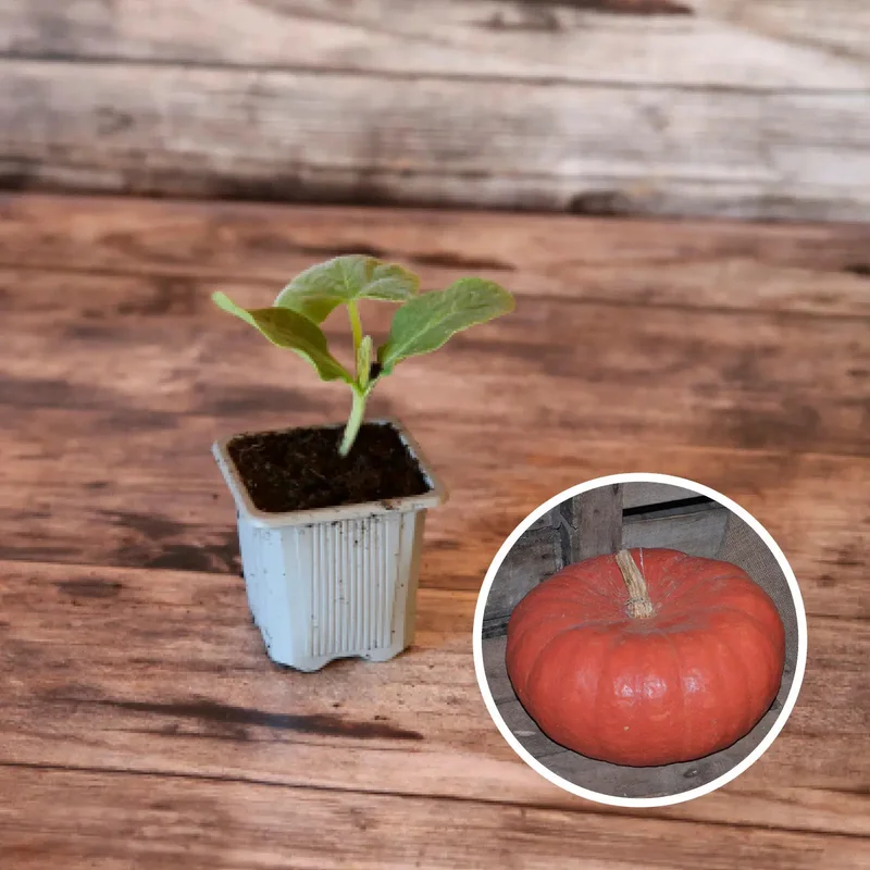 Potiron Rouge Tres Vif D'etampes