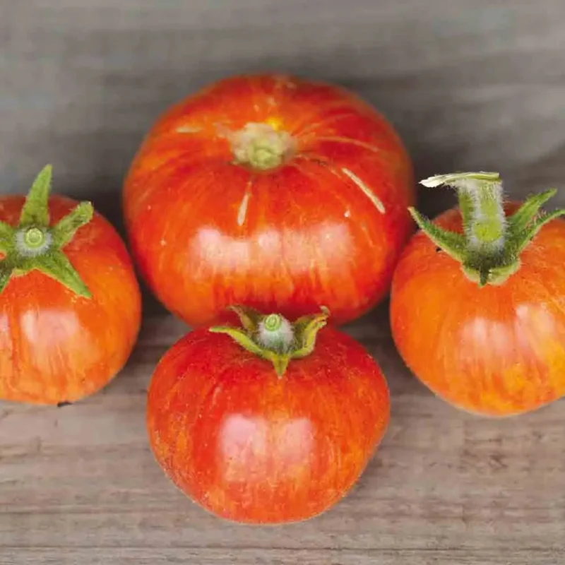 Tomate Elberta Peach