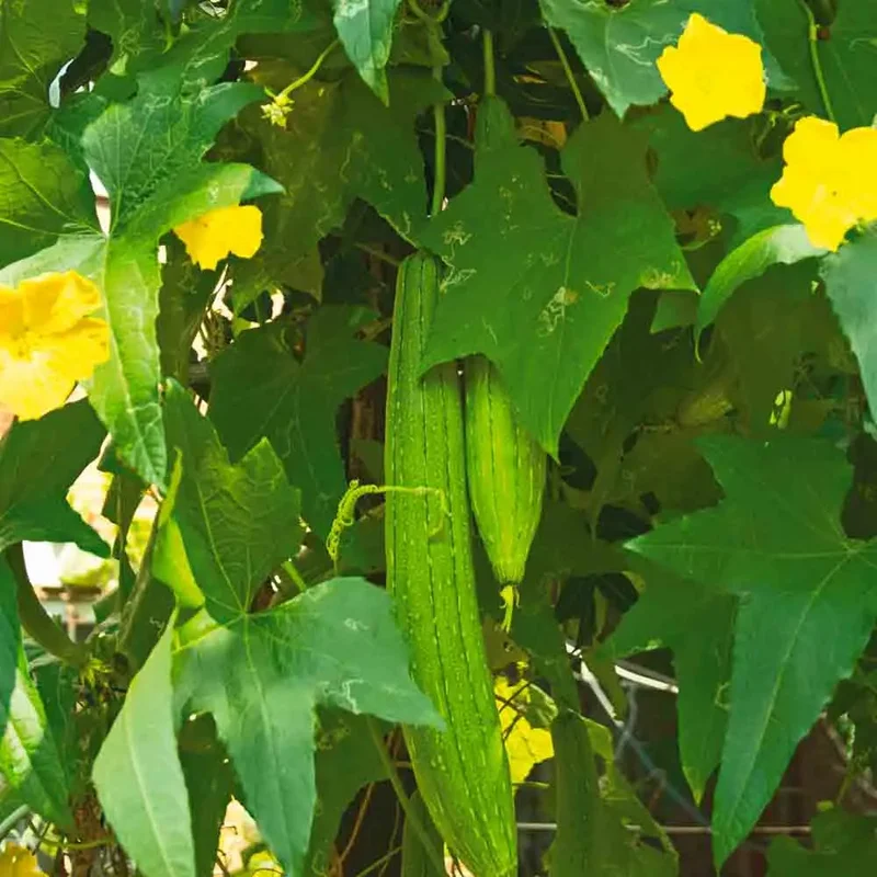 Concombre Vert Long De Chine