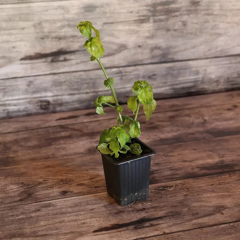 Rungia Klossii Plante Champignon