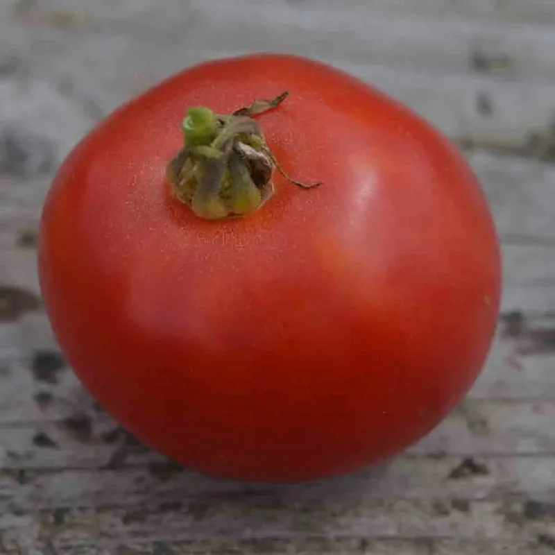 Tomate Arkansas Traveler