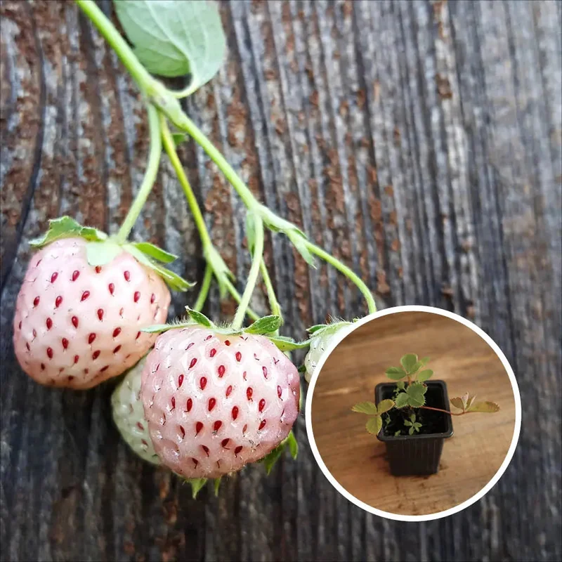 Fraisier Ananas (Anablanca)