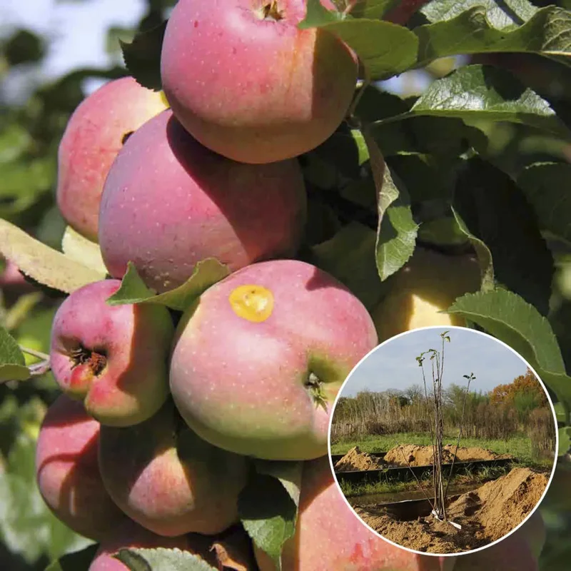 Pommier Winter Banana