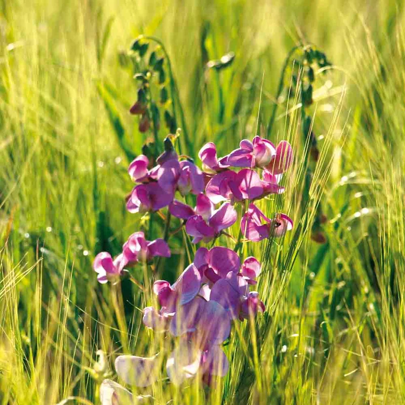 Vesce De Printemps 150 G