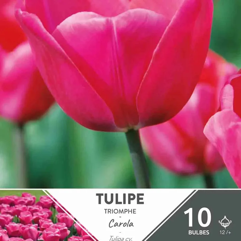 Tulipe Carola