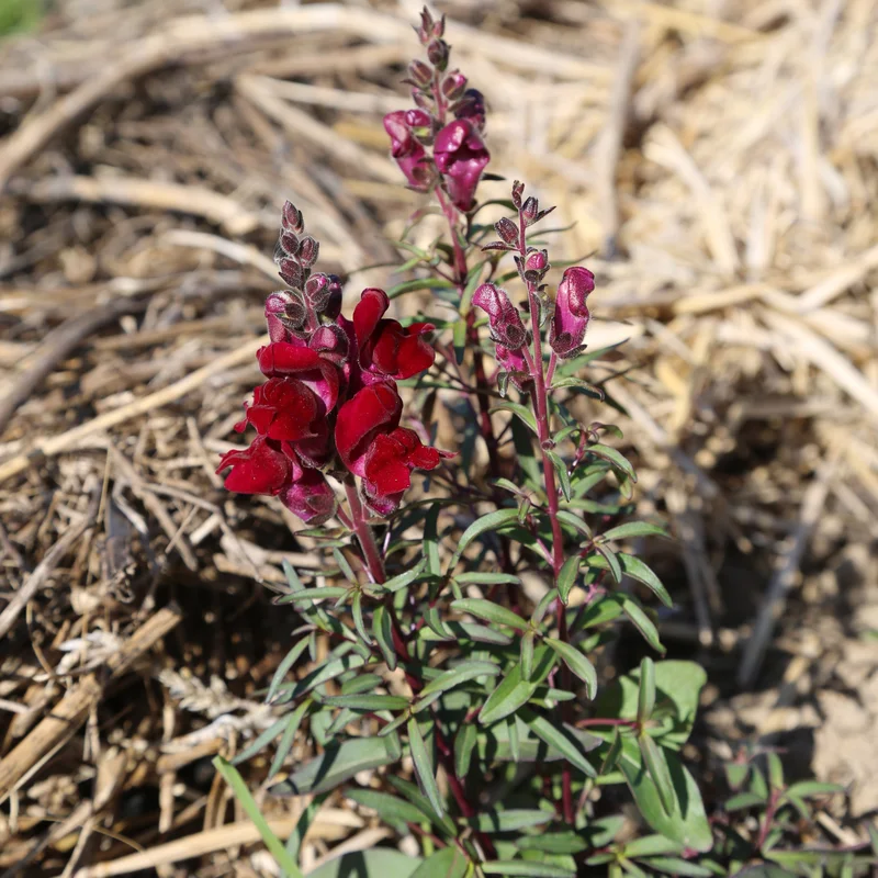 Grand Muflier Black Prince