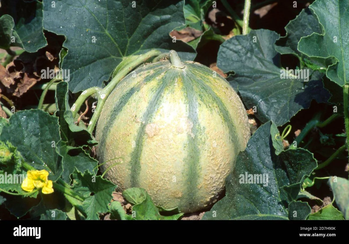 Melon brodé Sivan F1