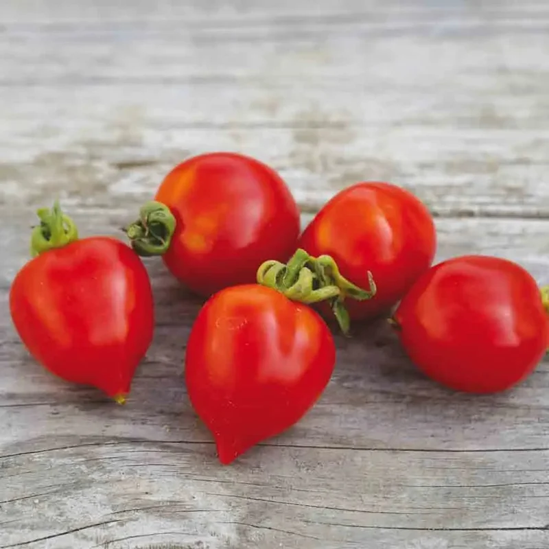 Tomate Borgo Celano