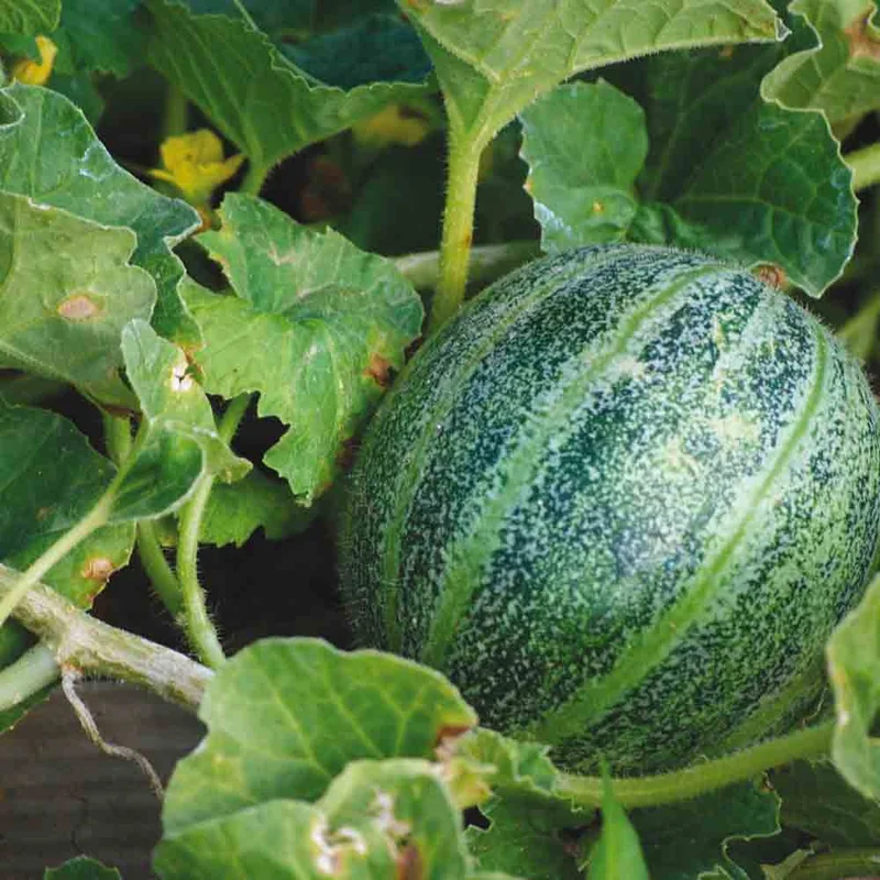 Melon Ananas D'amérique À Chair Rouge