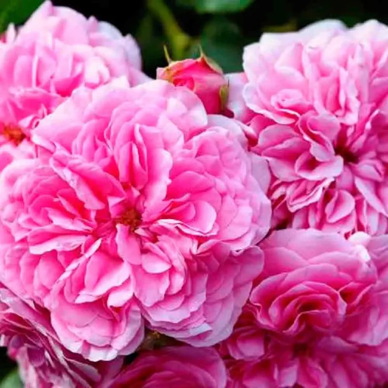 Rosier Rosa Centifolia Ou Rose De Mai