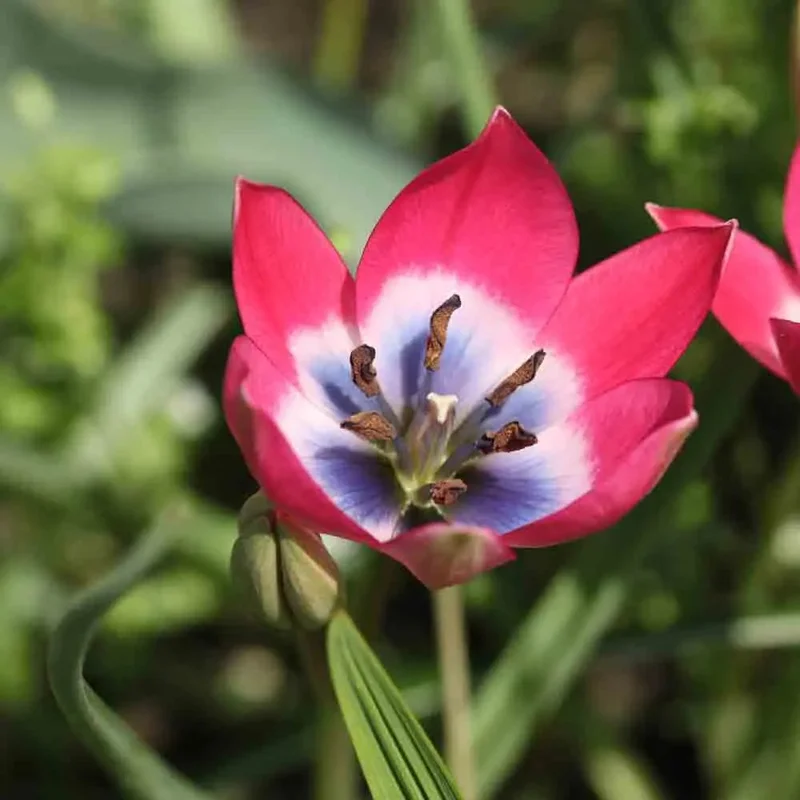 Tulipe Pulchella Little Beauty