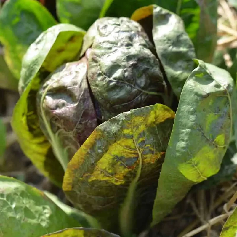 Chicoree A Larges Feuilles Rossa Di Treviso 4 Precoce