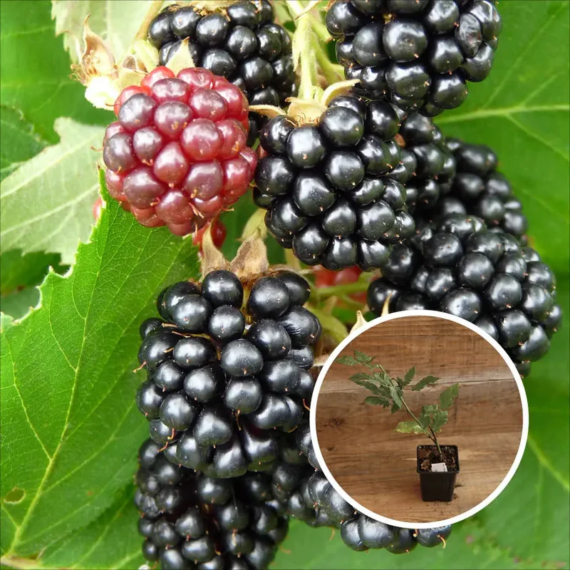 Mûrier Triple Crown