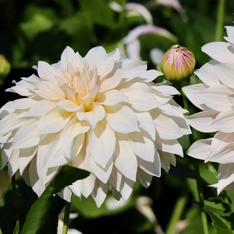 Dahlia Decoratif Cafe Au Lait