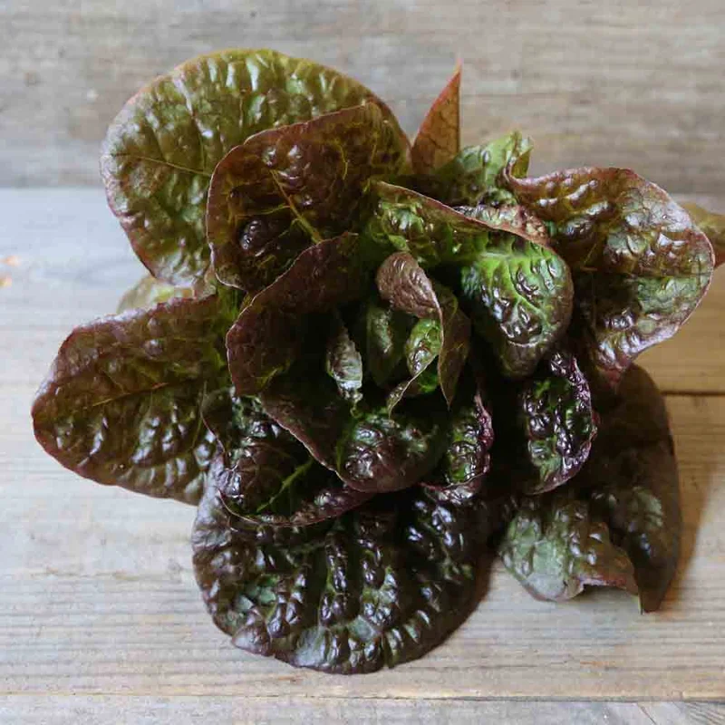 Laitue Romaine Little Leprechaun