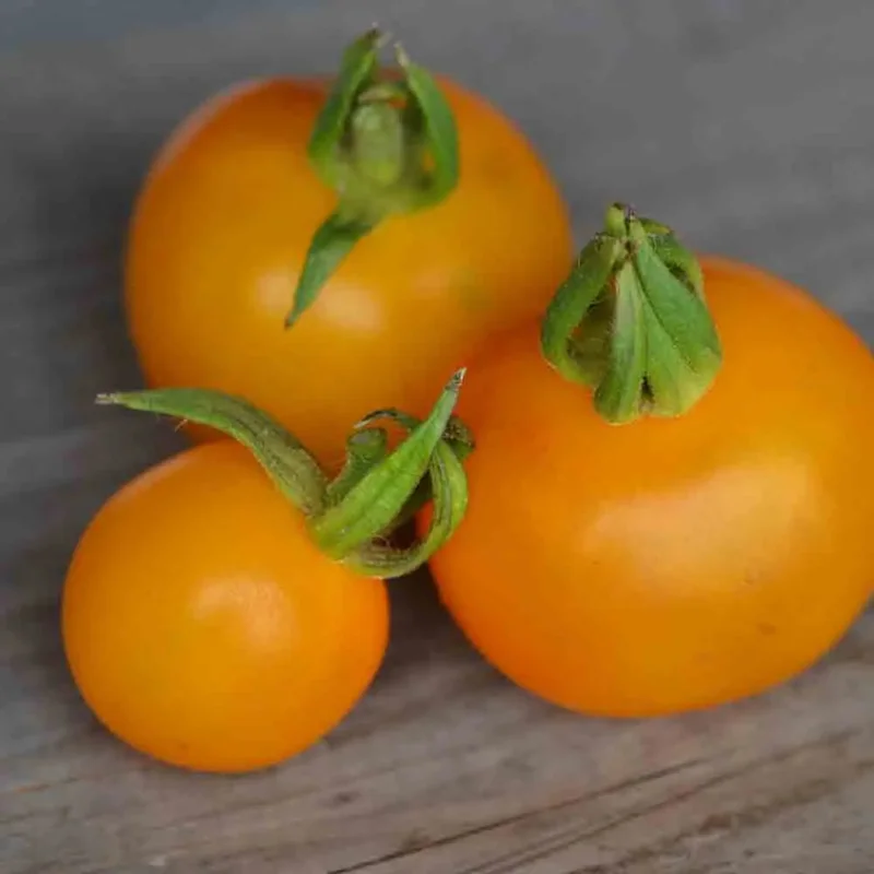 Tomate Goldene Konigin