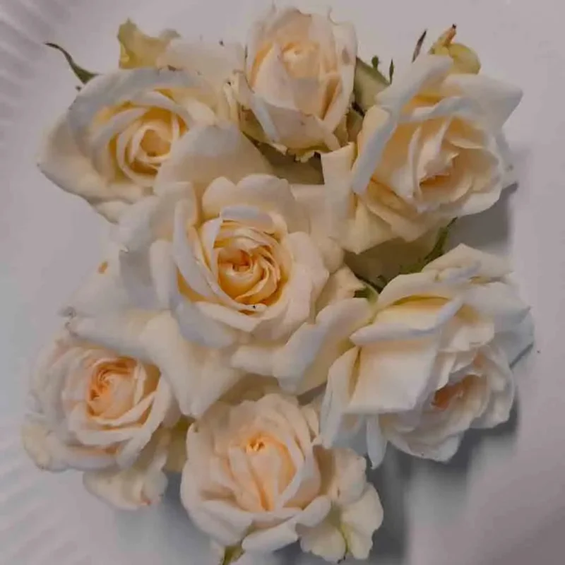 Rosier Comestible Tiramisu