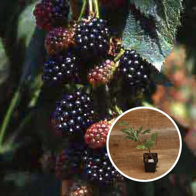 Mûrier Thornless Evergreen