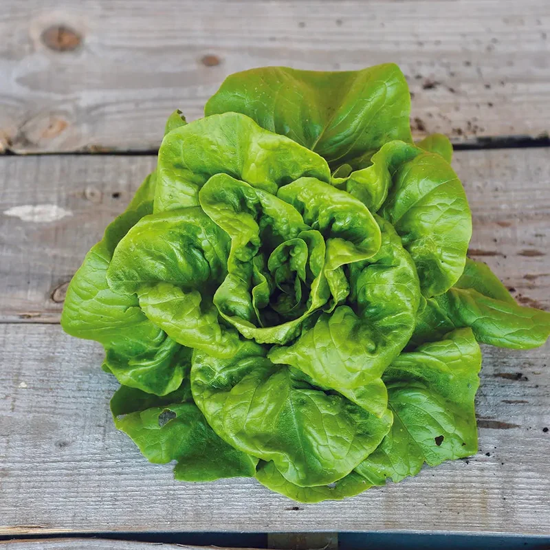 Laitue Pommee Grasse Madrilene