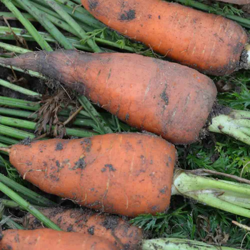 Carotte Demi-longue De Luc