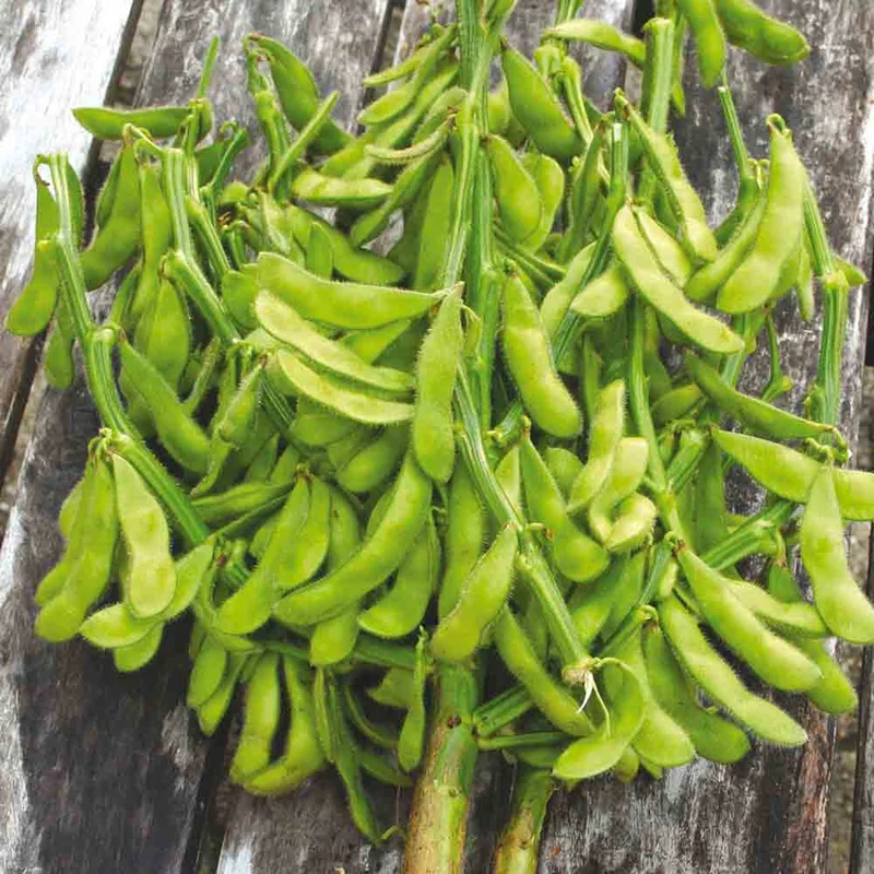 Soja Edamame Chiba Green