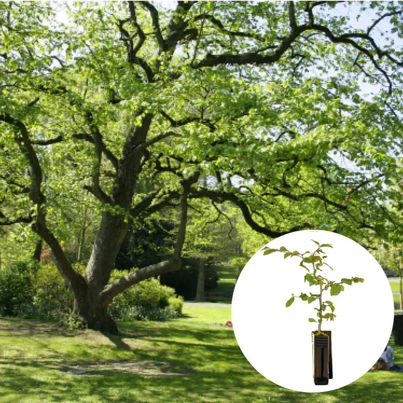 Plant Truffier Noisetier De Byzance