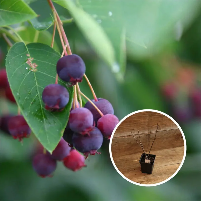 Amélanchier A Feuilles D'aulne