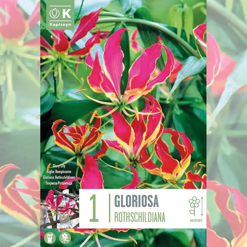 Gloriosa Rothschildiana - Lis De Malabar