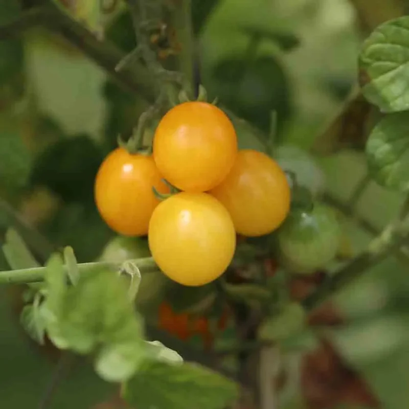 Tomate Groseille Jaune Type Petit Moineau