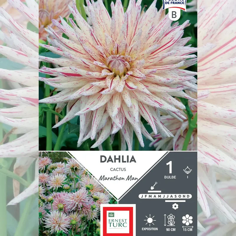 Dahlia Cactus Marathon Man