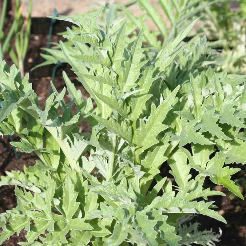 Cardon Blanc Ameliore